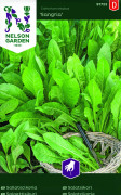 Sallatscikoria Sangria - Cichorium intybus Sangria