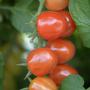 Nelson Garden / #3
