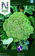 Broccoli Mauricius F1 - Brassica oleracea Mauricius F1