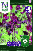 Luktärt Spring Sunshine Burgundy - Lathyrus odoratus Spring Sunshine Burgundy