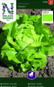 Sallat, Huvud-, Suzan, Ekologisk - Lactuca sativa Suzan