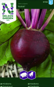 Rödbeta Solist, Såband - Beta vulgaris Solist