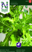 Sallat, Plock-, Cerbiatta - Lactuca sativa Cerbiatta