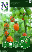 Körsbärstomat Nugget F1 - Solanum lycopersicum Nugget F1