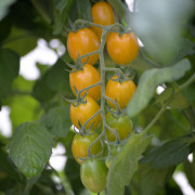 Plommontomat San Marzano Krebs Mandarina F1 - Solanum lycopersicum Krebs Mandarina F1