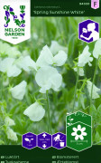 Luktärt Spring Sunshine White - Lathyrus odoratus Spring Sunshine White
