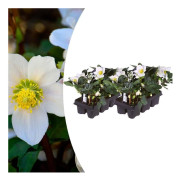 Helleborus niger 'Christmas Carol' - Set med 12 växter