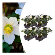 Helleborus niger "Christmas Carol" - Set med 24 växter (4 x Sixpack)