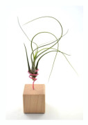 Tillandsia butzii – perfekt air plant för terrarium och inredning