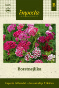 Borstnejlika - Dianthus barbatus