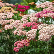 Röllika Summer Berries - Achillea millefolium Summer Berries