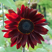 Solros Pro Cut Red - Helianthus annuus Pro Cut Red