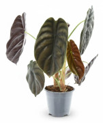Alocasia Växt Ø14 cm, Höjd ca 35 cm - Grön Inomhusväxt