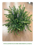 1 VÄXT ERICA DARLEYENSIS ROSA I 12CM KRUKA, UTOMHUSVÄXTER, STÄNDIGGRÖN, BLOMMOR FÖR BALKONG