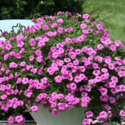 Småpetunia, Million Bells, Stickling 3-pack - Calibrachoa MiniFamous ® Neo Double Pink