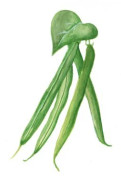 Brytböna Marona - Phaseolus vulgaris Marona