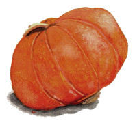 Squash, Vinter-, Gold Nugget - Cucurbita maxima Gold Nugget