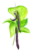 Brytböna Purple Teepee - Phaseolus vulgaris Purple Teepee