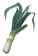 Purjolök Blue Green Winter - Allium porrum Blue Green Winter