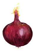 Röd Lök Robelja - Allium cepa Robelja