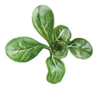 Sallat, Vinter-, Vit - Valerianella locusta Vit