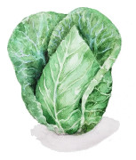 Spetskål Cour di Bue - Brassica oleracea var. capitata conica Cuor di Bue