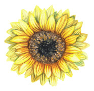 Solros Henry Wilde - Helianthus annuus Henry Wilde