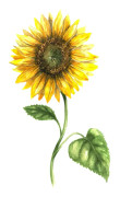 Solros, Låg, Sunspot - Helianthus annuus Sunspot