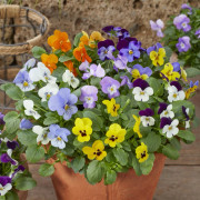 Pensé - Viola cornuta Tasty Mix (Krukstorlek: 0,5-1L)
