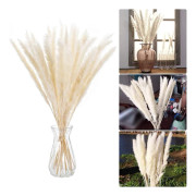 Torkade blombukett Naturliga torkade blommor Bukett Vass Flores Pampas Vete Öron Setaria För hemkontorsdekoration Beige