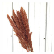 Torkade blombukett Naturliga torkade blommor Bukett Vass Flores Pampas Vete Öron Setaria För hemkontorsdekoration Gold