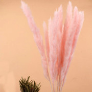 Torkade blombukett Naturliga torkade blommor Bukett Vass Flores Pampas Vete Öron Setaria För hemkontorsdekoration Pink