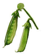 Sockerärt Boaryd - Pisum sativum (Sockerärt-gr.) Boaryd