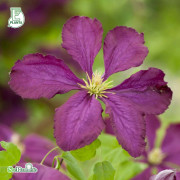 Italiensk Klematis - Clematis viticella Södertälje (Storlek: E-planta C2)