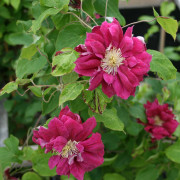 Klematis Storblommig - Clematis patens Red Star