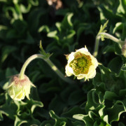 Trädgårdsnejlikrot - Geum hybr. Lemon Drops (Krukstorlek: 0,5-1L)