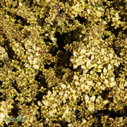 Citrontimjan - Thymus citriodorus Archer´s Gold (Krukstorlek: 0,5-1L)