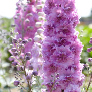 Delphinium elatum New Millenium ™ Sweethearts ®, Trädgårdsriddarsporre (Storlek: P9cm)