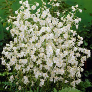 Delphinium Belladonna Moerheimii, Praktriddarsporre (Storlek: P9cm)