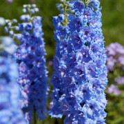 Delphinium elatum New Millenium ™ Blue Lace ®, Trädgårdsriddarsporre (Storlek: SQ1)