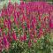 Cramers Blommor