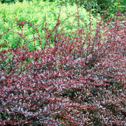 Berberis - Berberis thunbergii Red Chief (Storlek: 30-40 C3)