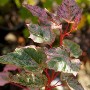 Ormlönn - Acer conspicuum Red Flamingo (Storlek: busk C3)