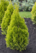Tuja - Thuja occidentalis Golden Brabant (Storlek: 60-80 C3)