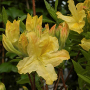 Trädgårdsazalea - Rhododendron Knap Hill Harvest Moon (Storlek: 30-40 C5)