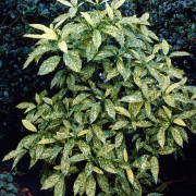 Gulprickig Aukuba Honplanta - Aucuba japonica Variegata (Storlek: 25-30 C3)