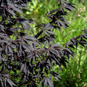 Japansk Blodlönn - Acer palmatum Black Lace ® (Storlek: 30-40 C3)
