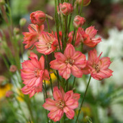 Delphinium elatum Red Caroline, Praktriddarsporre, P11cm
