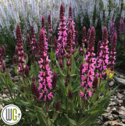 Salvia nemorosa Pink Profusion ®, Stäppsalvia, C3