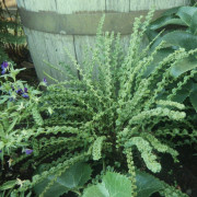 Athyrium filix-femina Victoriae, Majbräken - Athyrium filix-femina Victoriae (Krukstorlek: 0,5-1L)